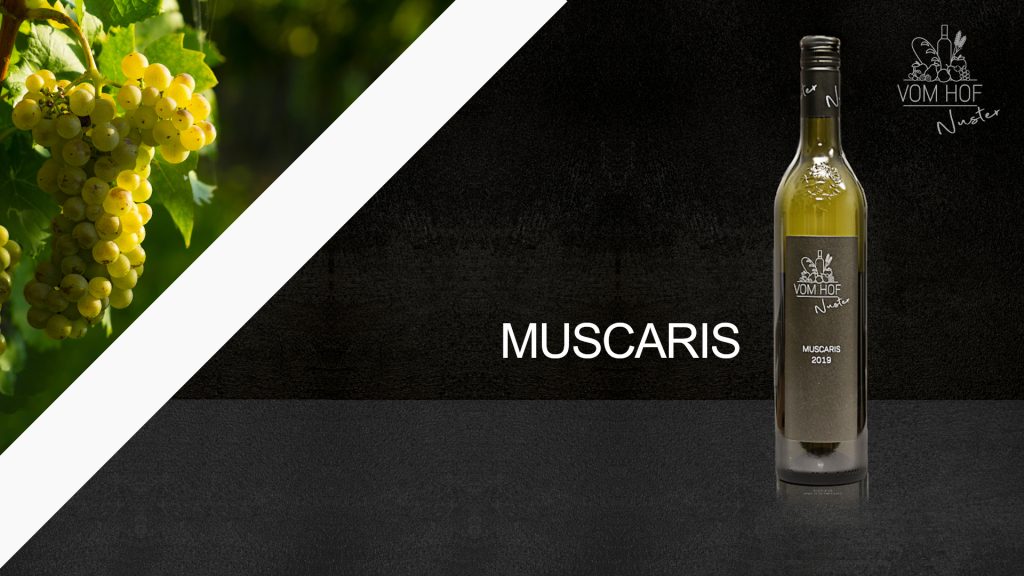 Muscaris Wein