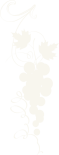 Shape-9.png